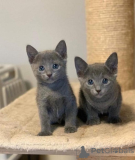 Photo №1. russian blue - for sale in the city of Palma | negotiated | Announcement № 176427