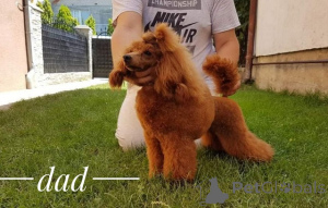Photo №4. I will sell poodle (toy) in the city of Belgrade. breeder - price - negotiated