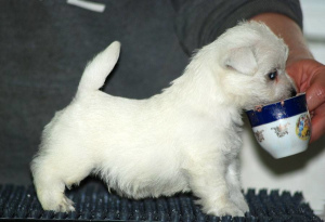 Photo №2 to announcement № 2497 for the sale of west highland white terrier - buy in Russian Federation from nursery, breeder