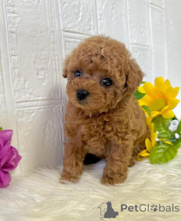Photo №1. poodle (dwarf) - for sale in the city of Zürich | 753$ | Announcement № 144939