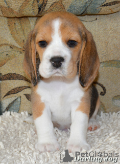 Photo №1. beagle - for sale in the city of Северодонецк | 540$ | Announcement № 7586