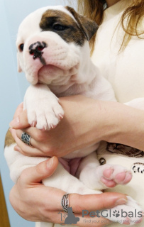 Additional photos: American Bulldog puppies for sale