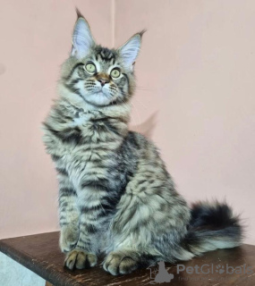 Photo №2 to announcement № 87566 for the sale of maine coon - buy in United States private announcement