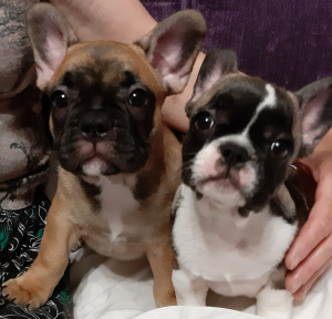Photo №1. french bulldog - for sale in the city of Minsk | 181$ | Announcement № 2309