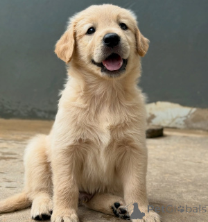 Photo №2 to announcement № 155486 for the sale of golden retriever - buy in Belgium breeder
