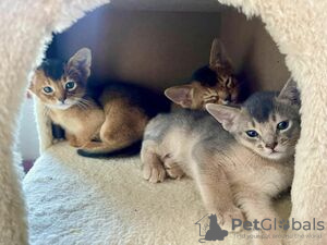 Photo №1. abyssinian cat - for sale in the city of Leverkusen | negotiated | Announcement № 123656