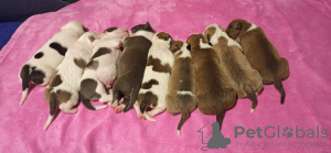 Photo №1. american staffordshire terrier - for sale in the city of Bialystok | 1183$ | Announcement № 13461
