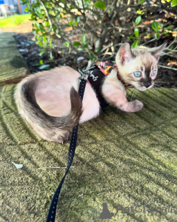 Photo №4. I will sell bengal cat in the city of Cologne. private announcement - price - 706$