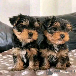 Photo №1. yorkshire terrier - for sale in the city of Himanka | negotiated | Announcement № 54799