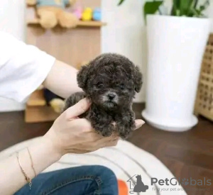 Photo №2 to announcement № 133299 for the sale of poodle (dwarf) - buy in United States private announcement