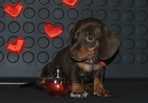 Additional photos: TAXES / mini puppies - CHOCOLATE color
