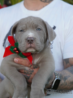 Photo №1. american mastiff - for sale in the city of Bad Kreuznach | negotiated | Announcement № 160711