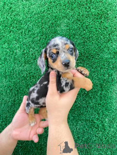 Photo №1. dachshund - for sale in the city of Helsinki | 1548$ | Announcement № 163149