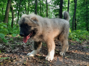 Photo №2 to announcement № 11224 for the sale of caucasian shepherd dog - buy in Ukraine private announcement, from nursery