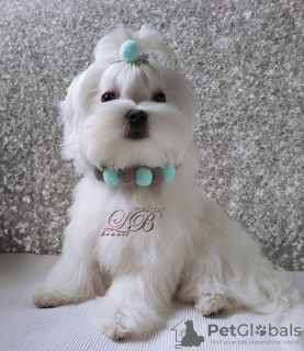 Photo №1. maltese dog - for sale in the city of Kiev | 900$ | Announcement № 17931