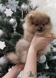 Photo №1. pomeranian - for sale in the city of Brest | 1057$ | Announcement № 36060