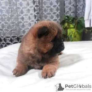 Additional photos: Chow Chow puppies