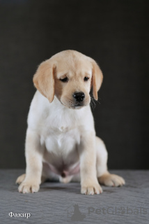 Additional photos: Fawn Labrador puppies