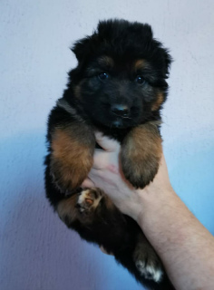 Photo №3. Long-haired german shepherd puppies. Russian Federation