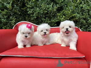 Photo №2 to announcement № 161541 for the sale of maltese dog - buy in Germany private announcement