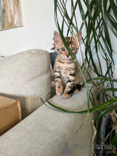 Photo №4. I will sell bengal cat in the city of Малага. breeder - price - 659$