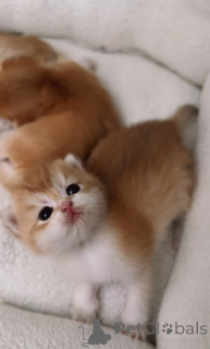Photo №3. British Golden Chinchilla Kittens Reservation from WCF Cattery, born 15.08. Czech Republic