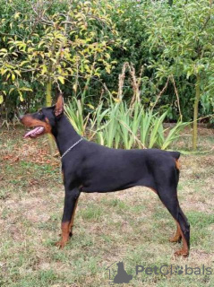 Photo №1. dobermann - for sale in the city of Obrenovac | 1268$ | Announcement № 114628