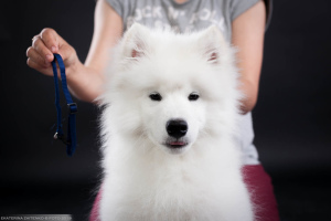 Additional photos: Samoyed. Show boy