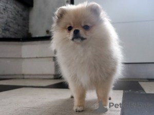 Additional photos: Pomeranian girl, standard