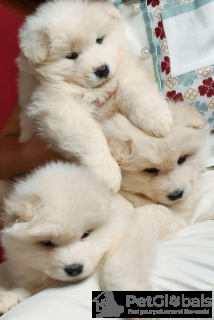 Photo №3. Beautiful Samoyed puppies with five-generation pedigrees. Poland