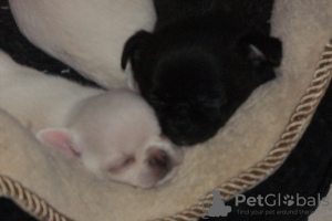 Photo №4. I will sell chihuahua in the city of Gdańsk. private announcement - price - 332$