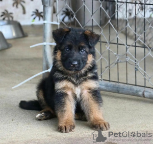 Photo №1. german shepherd - for sale in the city of Bern | negotiated | Announcement № 122077