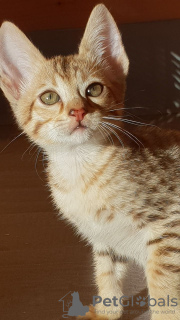 Photo №2 to announcement № 100554 for the sale of savannah cat - buy in Australia private announcement