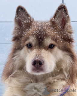 Photo №1. finnish lapphund - for sale in the city of ALAVUS | 650$ | Announcement № 164331