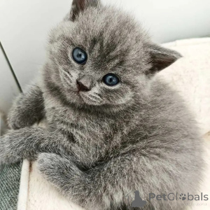 Photo №2 to announcement № 173854 for the sale of british shorthair - buy in United Kingdom private announcement, breeder