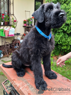 Additional photos: Giant Schnauzer puppies (3 months)