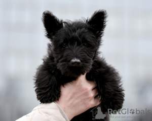 Photo №4. I will sell scottish terrier in the city of Minsk.  - price - negotiated