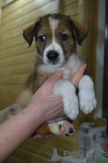 Photo №3. Cute puppies in good hands. Russian Federation