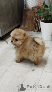 Photo №3. Beautiful Pomeranian Spitz puppies. Serbia