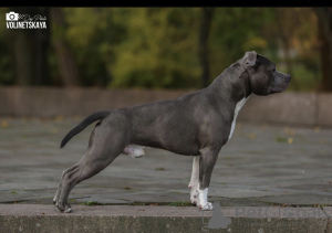 Additional photos: Krashen Amstaff is looking for a new name