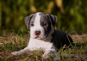Photo №2 to announcement № 11541 for the sale of american staffordshire terrier - buy in Russian Federation breeder