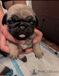 Photo №2 to announcement № 121733 for the sale of pug - buy in Italy breeder