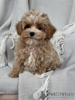 Photo №2 to announcement № 133586 for the sale of  - buy in United States private announcement