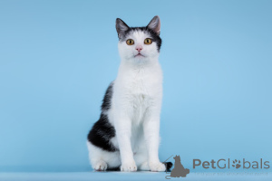 Photo №2 to announcement № 166072 for the sale of  - buy in Russian Federation from the shelter