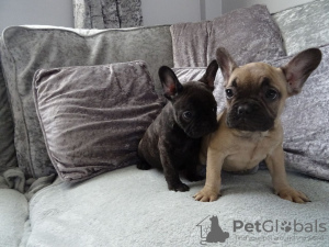 Photo №3. 3 French Bulldog puppies for sale. Germany