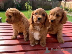 Photo №1. non-pedigree dogs - for sale in the city of Viennaer | negotiated | Announcement № 82084