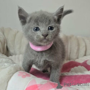 Photo №1. russian blue - for sale in the city of Brussels | Is free | Announcement № 165751