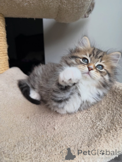 Photo №3. Stunning Siberian Cat Looking for a Loving Forever Home. Germany