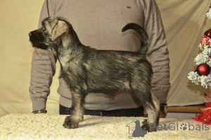 Photo №1. standard schnauzer - for sale in the city of Stara Pazova | negotiated | Announcement № 161943