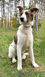 Photo №1. non-pedigree dogs - for sale in the city of St. Petersburg | Is free | Announcement № 168696